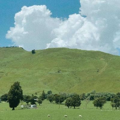 大四喜下载手机版